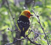 6S3A0255Western_Tanager