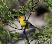 6S3A0263Western_Tanager