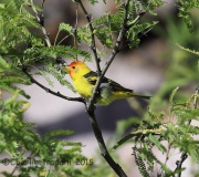 6S3A0268Western_Tanager