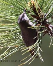 6S3A0280pygmy_nuthatch