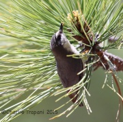 6S3A0281Pygmy_Nuthatch