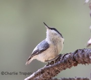 6S3A0290Pygmy_Nuthatch