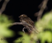 6S3A0297Mexican_Whip-poor-will