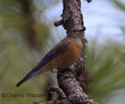 6S3A0299Western_Bluebird