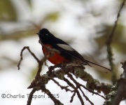 6S3A0308Painted_Redstart