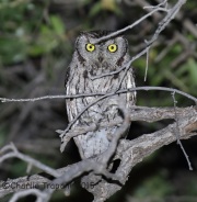 6S3A0328Western_Screech_Owl