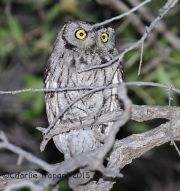 6S3A0331Western_Screech_Owl