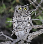 6S3A0332Western_Screech_Owl