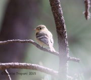 6S3A0335Buff-Breasted_Flycatcher