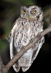 6S3A0335Whiskered_Screech_Owl
