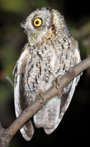 6S3A0336Whiskered_Screech_Owl