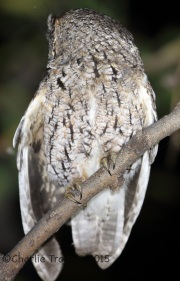 6S3A0337Whiskered_Screech_Owl