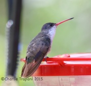 6S3A0340Violet-Crowned_Hummingbird