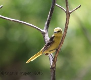6S3A0346Bullock's_Oriole