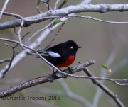 6S3A0357Painted_Redstart