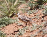 6S3A0370Meadowlark