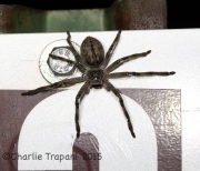 6S3A0381Proctor_Road_Spider