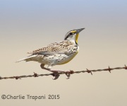 6S3A0390Meadowlark