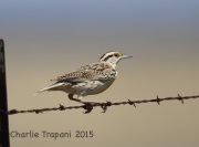 6S3A0392Meadowlark