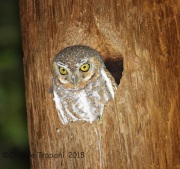 6S3A0406Elf_Owl