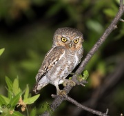 6S3A0419Elf_Owl
