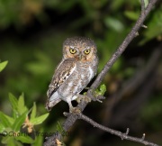 6S3A0421Elf_Owl