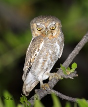 6S3A0431Elf_Owl
