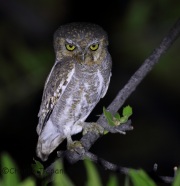 6S3A0438Elf_Owl
