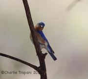 6S3A0441Eastern_Bluebird_AZ