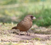 6S3A0463Abert's_Towhee