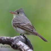 6S3A0469Greater_Pewee