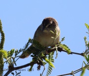 6S3A0472Botteri's_Sparrow