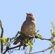 6S3A0473Botteri's_Sparrow