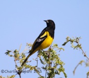 6S3A0500Scott's_Oriole