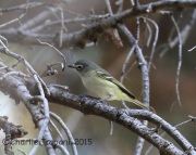 6S3A0503Cassin's_Vireo
