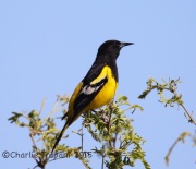 6S3A0503Scott's_Oriole