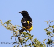 6S3A0507Scott's_Oriole