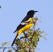 6S3A0511Scott's_Oriole