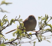 6S3A0514Botteri's_Sparrow