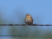 6S3A0519Grasshopper_Sparrow