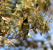 6S3A0538Townsend's_Warbler