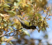 6S3A0545Townsend's_Warbler