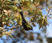 6S3A0546Townsend's_Warbler