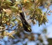 6S3A0547Townsend's_Warbler