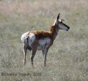 6S3A0557Pronghorn