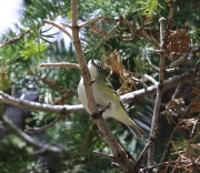 6S3A0587Cassin's_Vireo