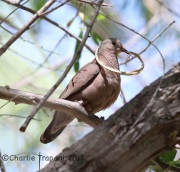 6S3A0605Common_Ground_Dove
