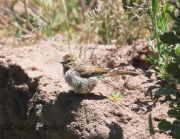 6S3A0621Song_Sparrow