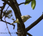 6S3A0631Cassin's_Vireo