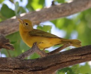 6S3A0635Summer_Tanager